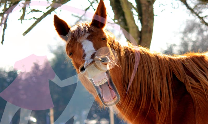 Fun animal teeth facts